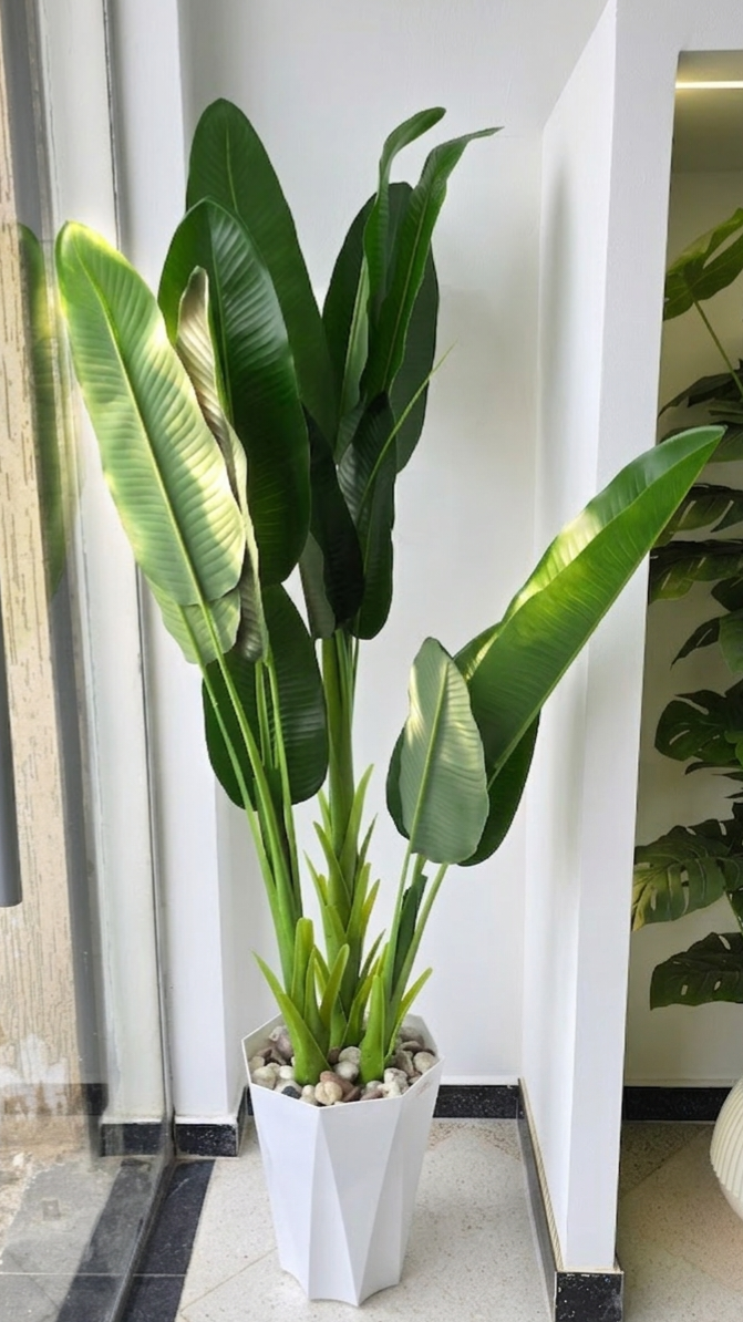 Strelitzia "Oiseau de paradis" 01