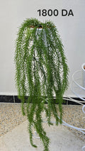 PLANTE B20
