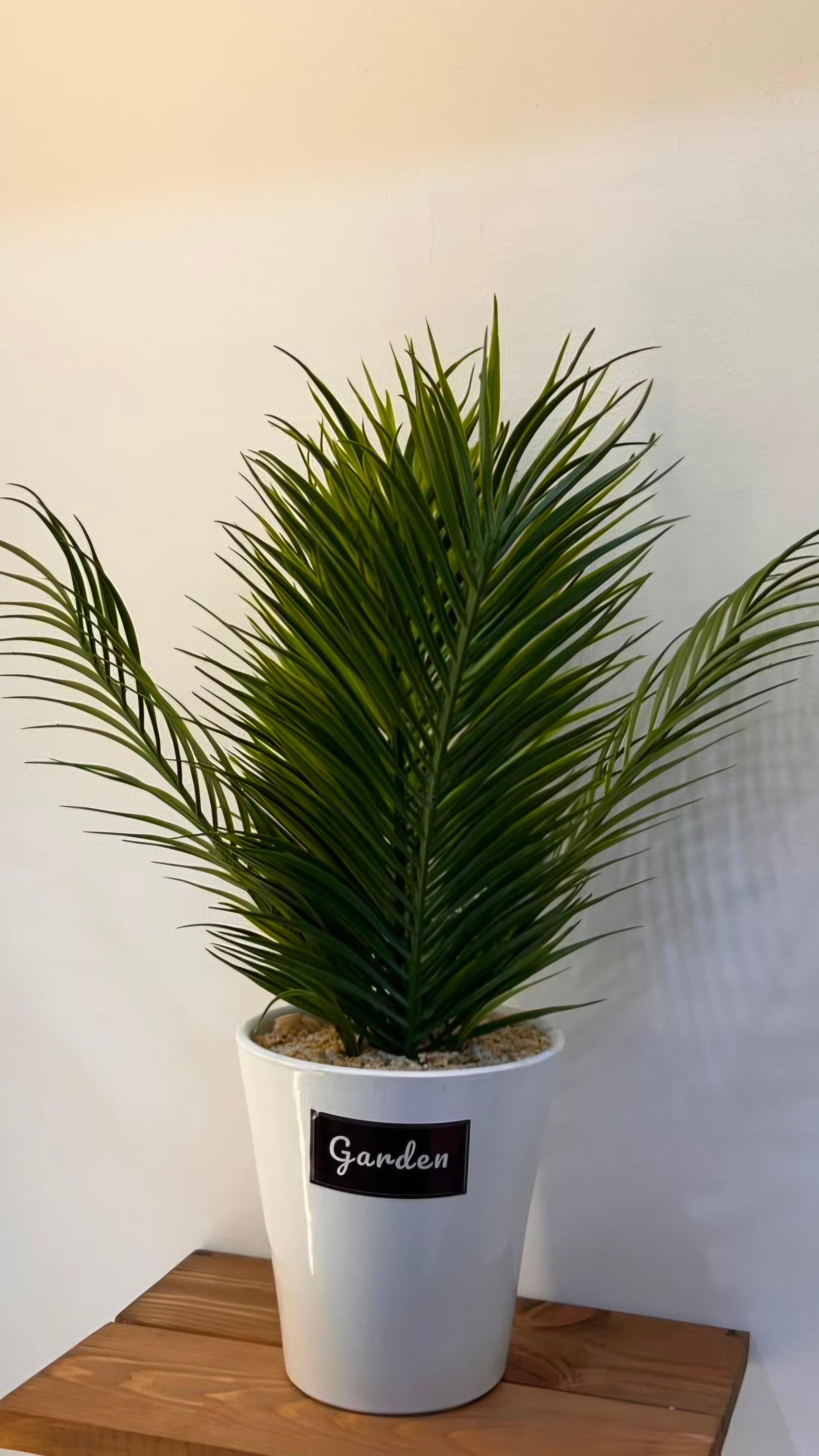 PLANTE C9