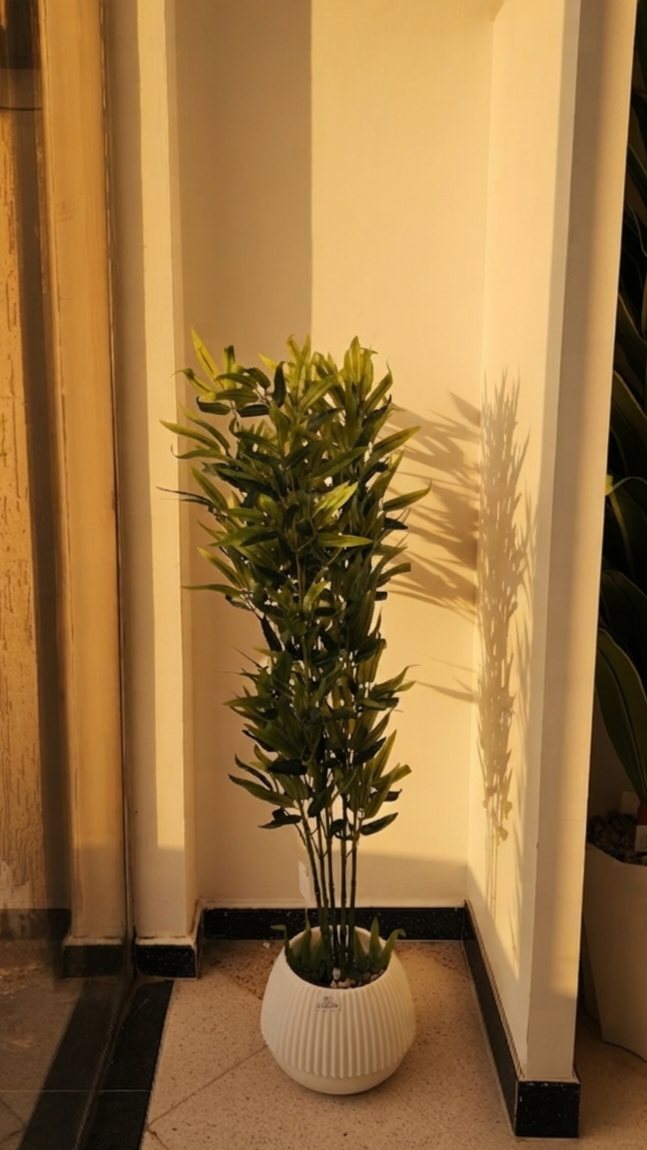 Bambou PM 1.3M "02"