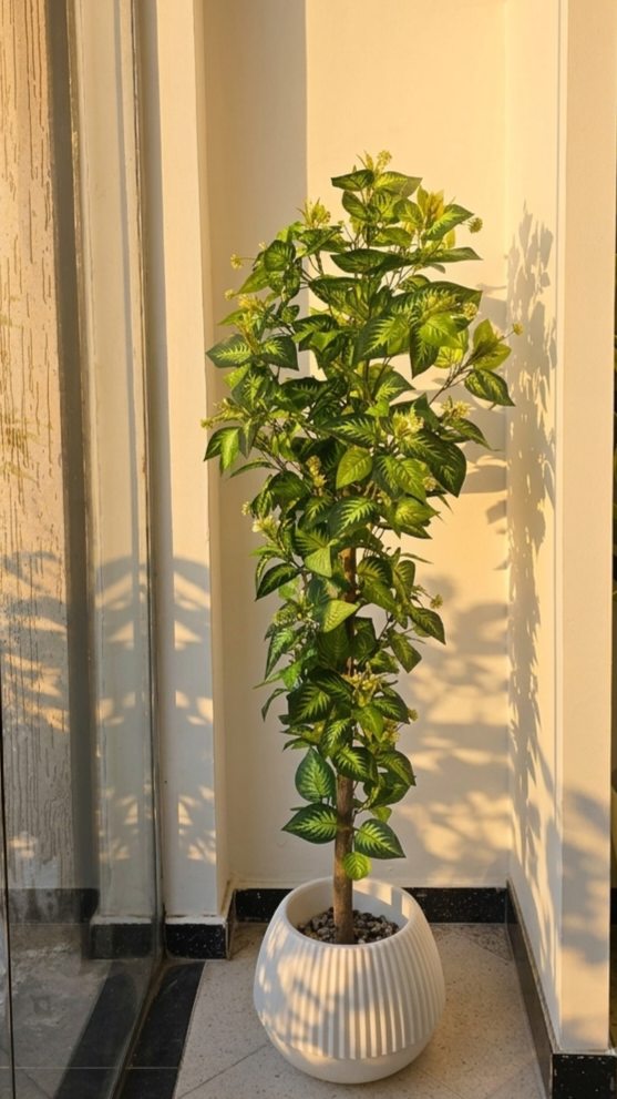 FITTONIA GM 1.6M