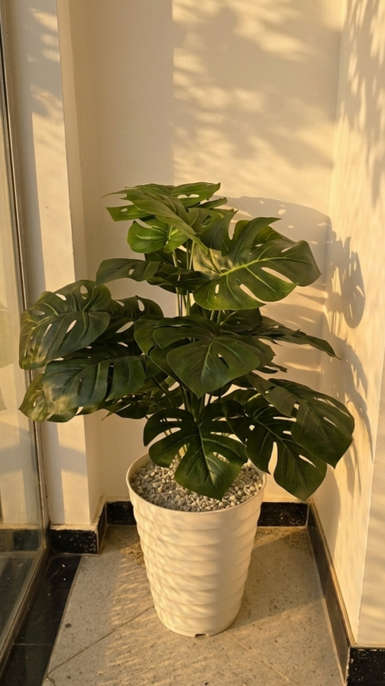 PLANTES 24 FEUILLE