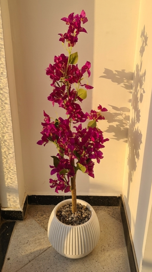 Bougainvillier VIOLET