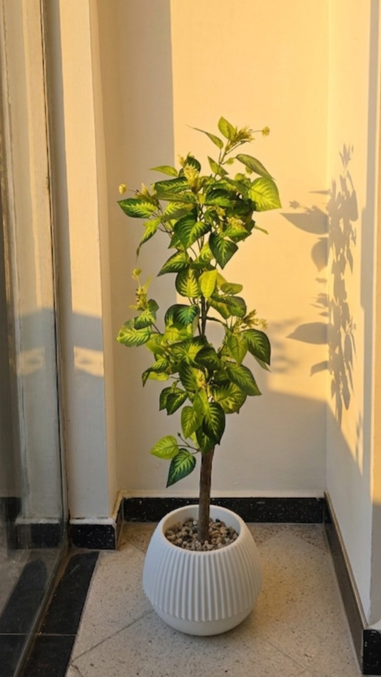 FITTONIA PM 1.2M