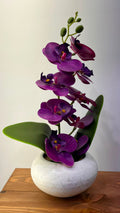 PLANTE B20
