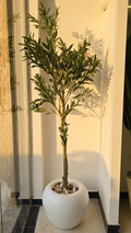 Olivier 03 "1.8m"