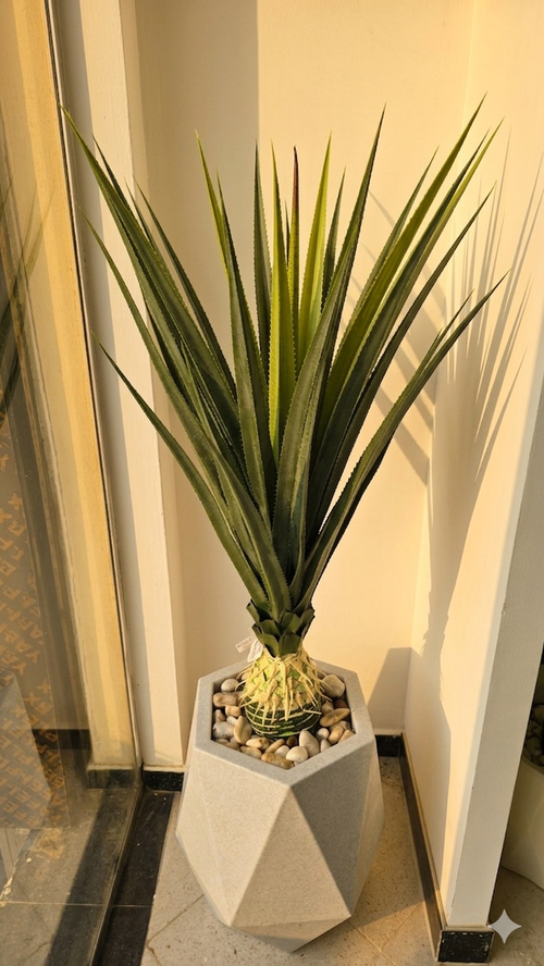 Agave 02