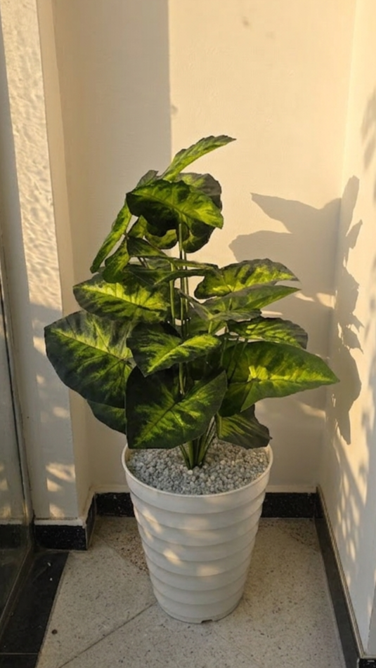 PLANTES 24 FEUILLE