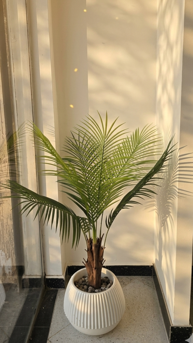 Palmier Areca