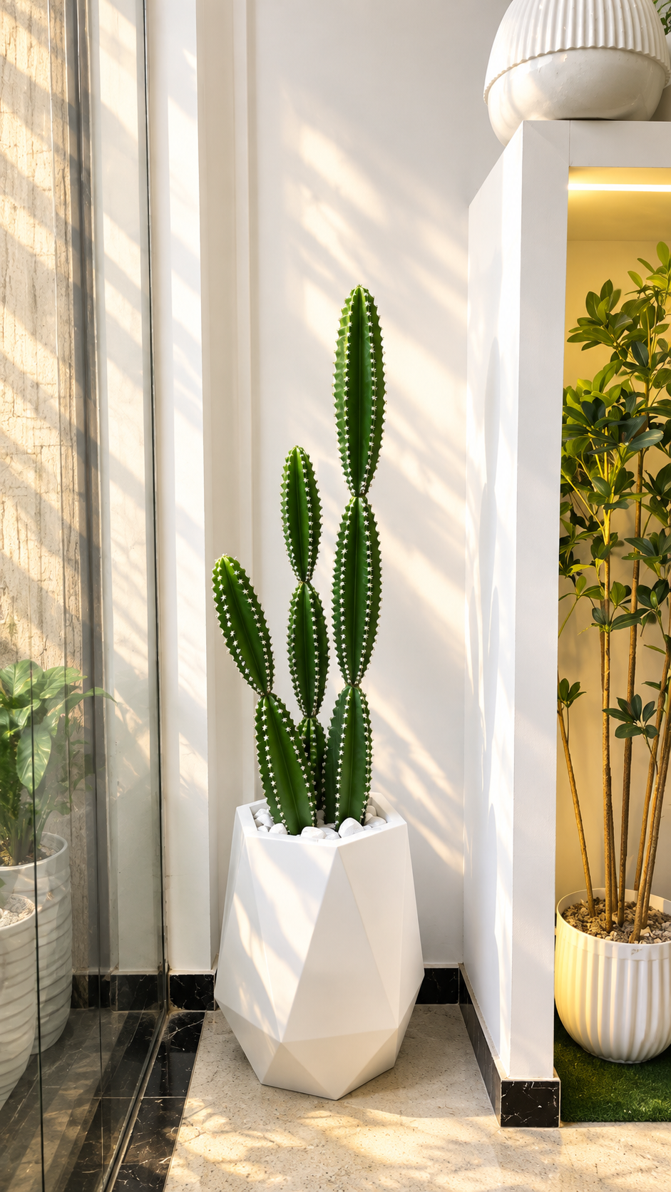 Cactus colonnaire