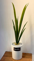 PLANTE C9