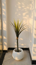 Dracaena Marginata "Dragonnier"