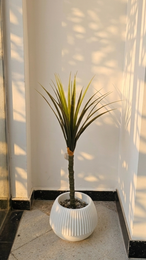 Dracaena Marginata "Dragonnier"