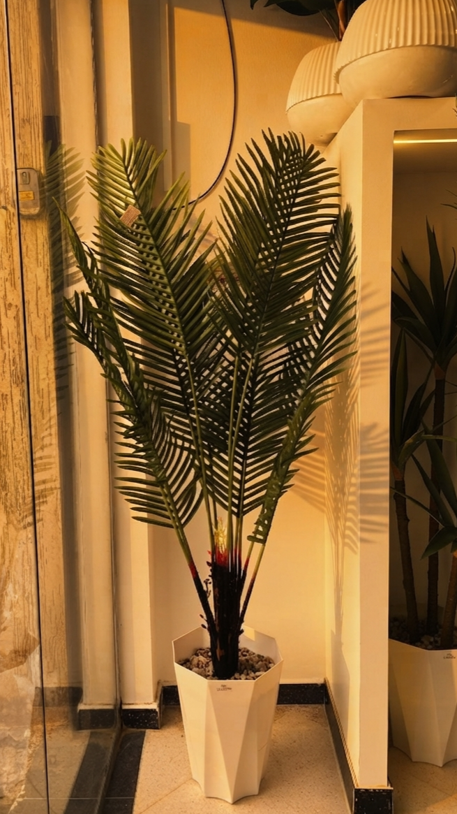 Palmier 03  1.8M