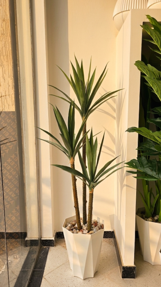 YUCCA 3 BRANCHES