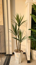 YUCCA 3 BRANCHES