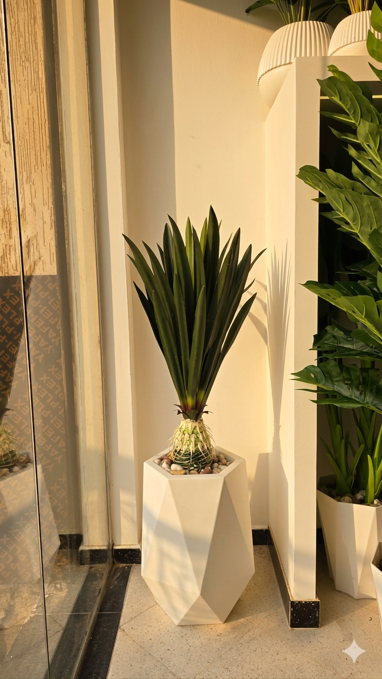 Agave 01