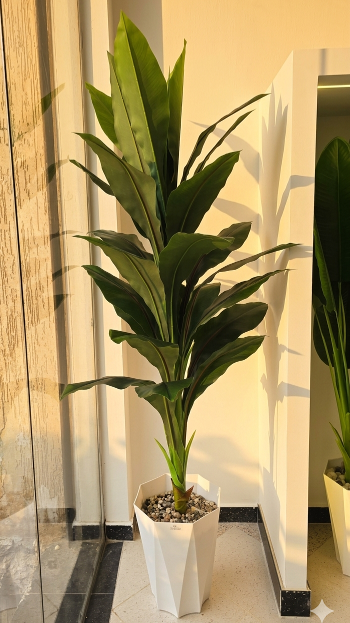Cordyline GM