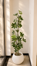 Schefflera arboricola Panaché 2 BRANCHE