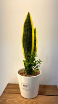 PLANTE C11