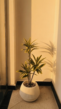 Bois de Chandelle PM 1.2m