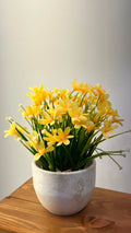 PLANTE B6