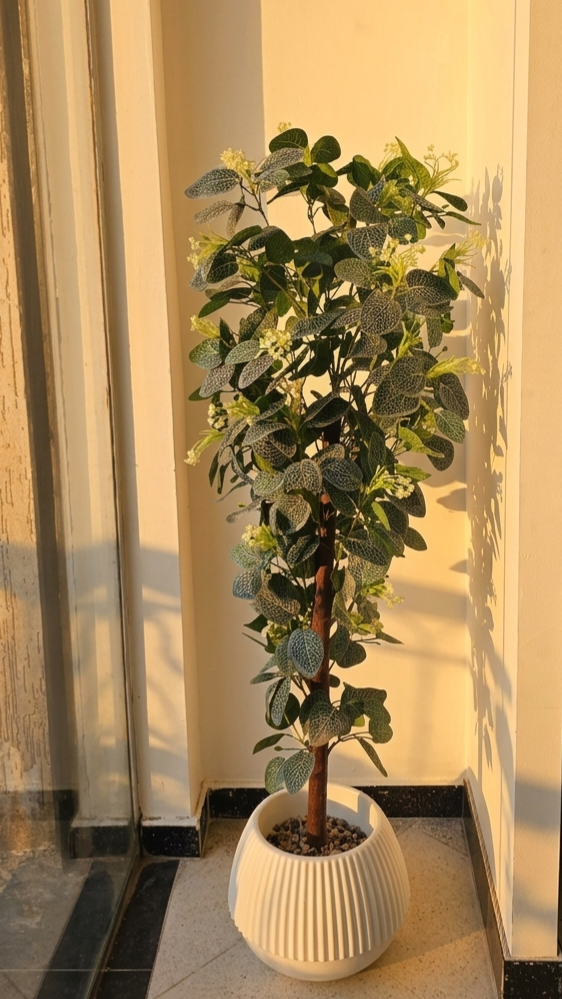 FITTONIA GM 1.6M