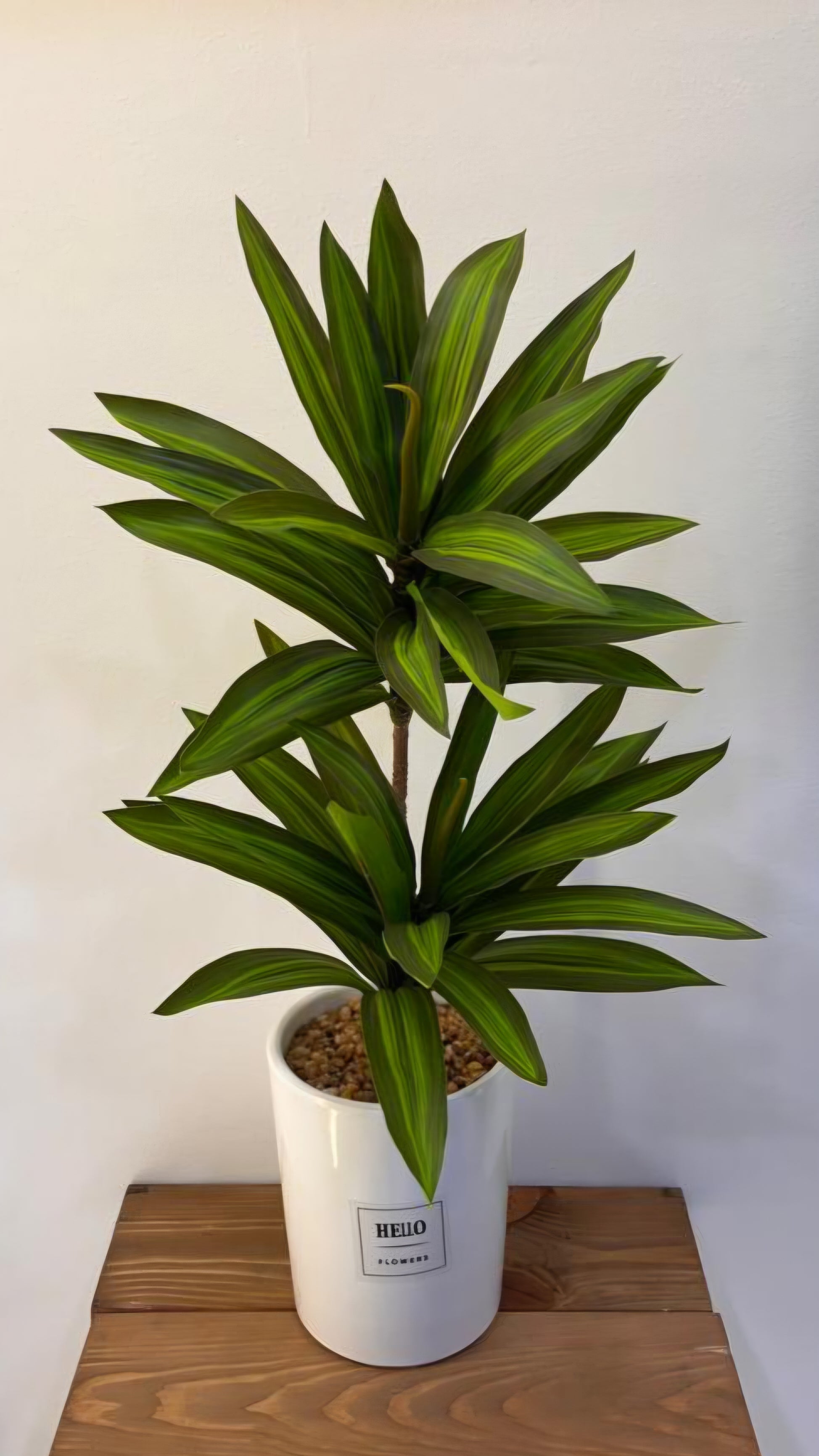 PLANTE C10