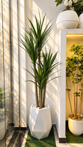 YUCCA 4 BRANCHES GM 2M