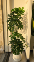 Schefflera arboricola DOUBLÈ