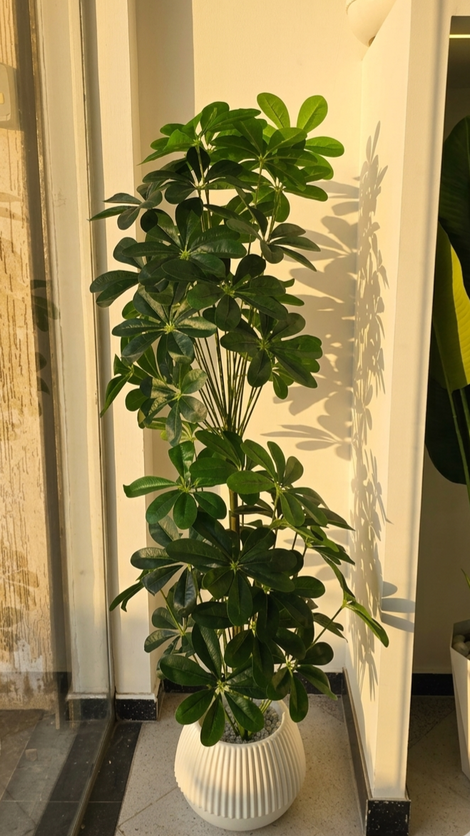 Schefflera arboricola DOUBLÈ