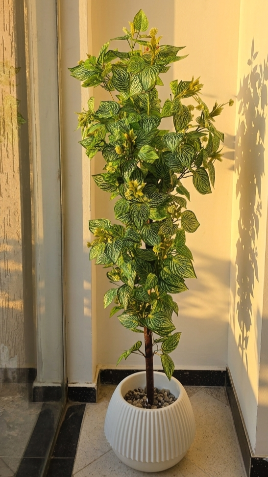 FITTONIA GM 1.6M