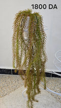 PLANTE B21