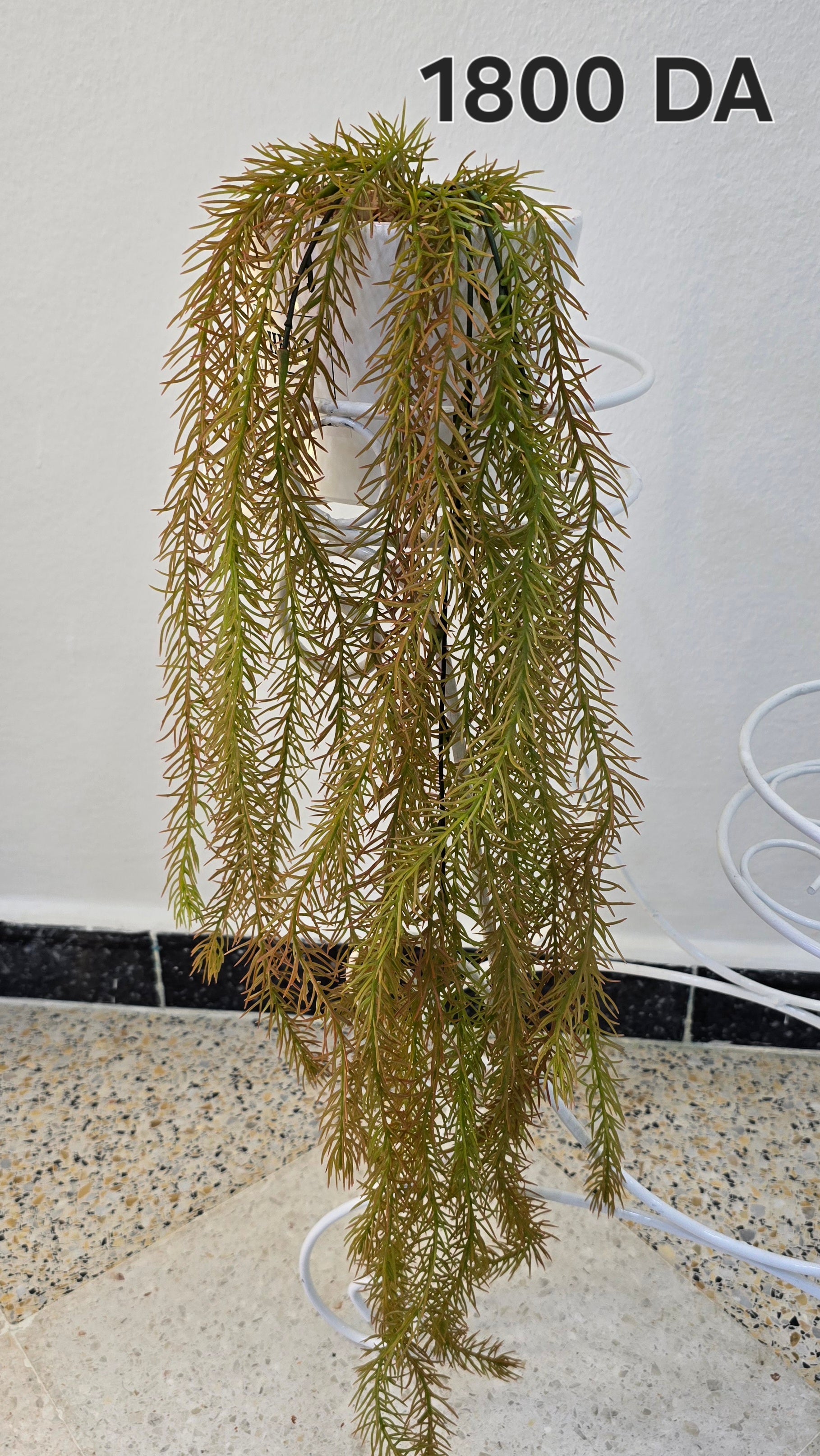 PLANTE B21