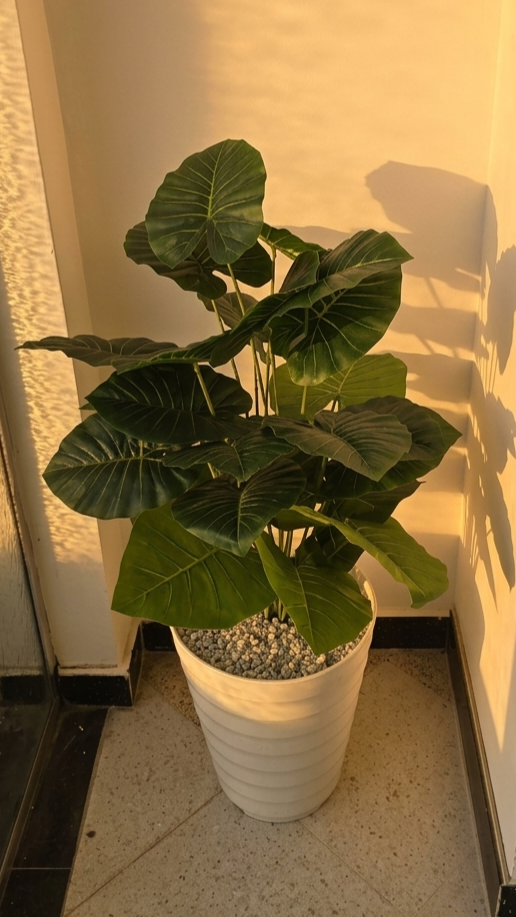 PLANTES 24 FEUILLE