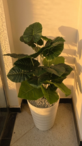 PLANTES 24 FEUILLE