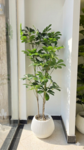 Schefflera arboricola