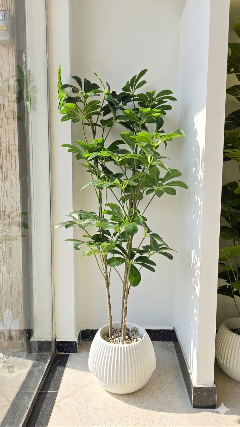 Schefflera arboricola