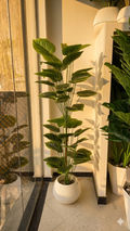l'Alocasia DOUBLÉ