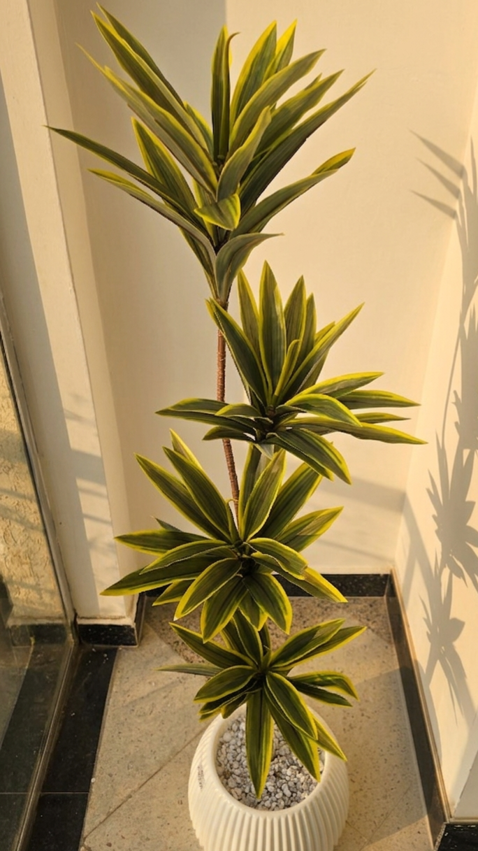 Bois de Chandelle POT LUMINEUX