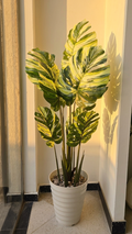 Monstera Deliciosa "feuille blanche" MM 1.6M