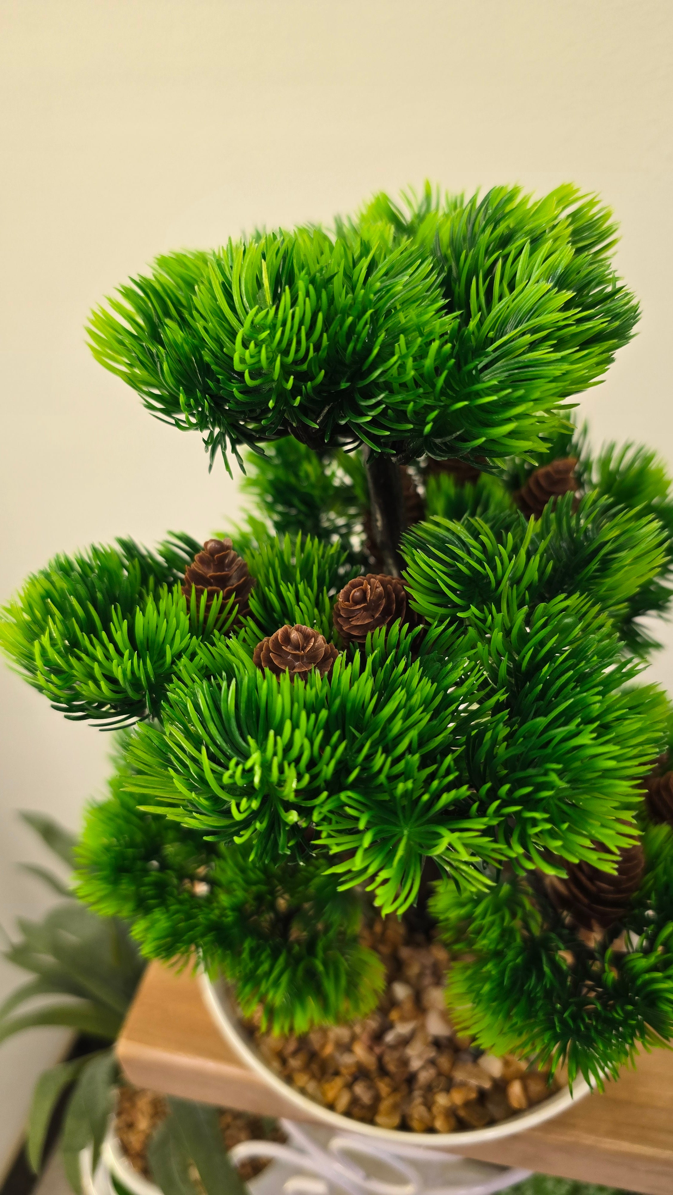 PLANTE C4