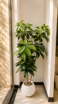 Marijuana 3 BRANCHES