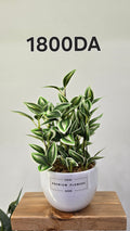 PLANTE B14