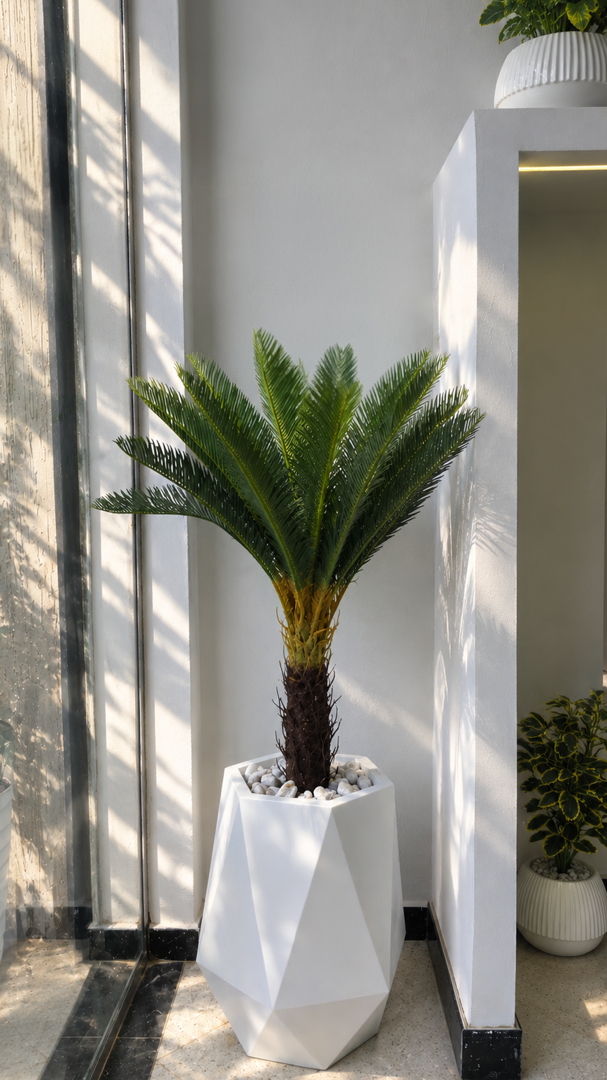 Cycas 02