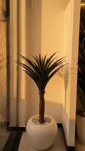 Agave 1.4M