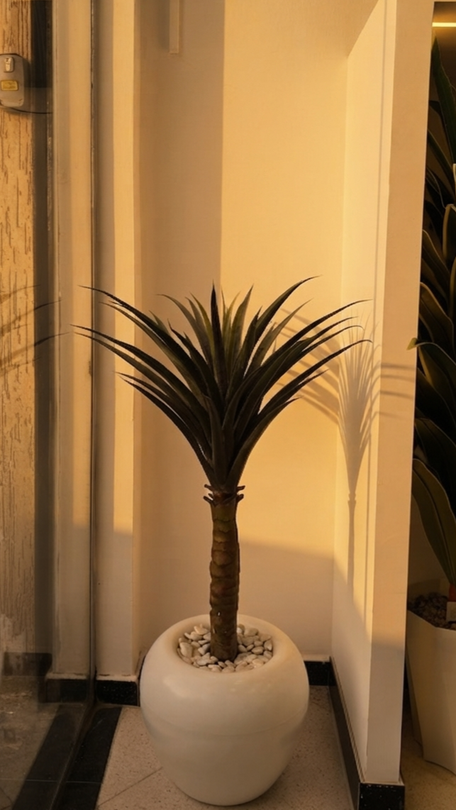 Agave 1.4M