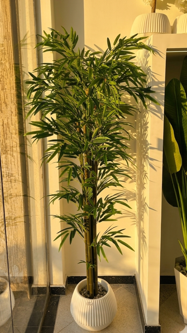 Bambou MM 1.8M