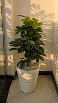 PLANTES 24 FEUILLE SCHEFFLERA