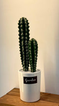 PLANTE C8